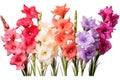 Colorful Gladiolus Flowers Arrangement