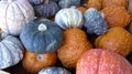 Assorted gourds and winter squash Royalty Free Stock Photo