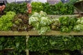 Assorted greens in a tropical market