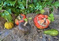 Assorted halloween pumpkins