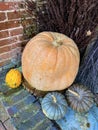 Assorted halloween pumpkins