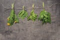 Assorted hanging bunches of spring edible wild herbs: nettle, da