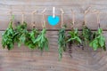 Assorted hanging herbs ,parsley ,oregano,mint,sage,rosemary,sweet basil,holy basil, and thyme for seasoning concept on rustic Royalty Free Stock Photo