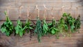 Assorted hanging herbs ,parsley ,oregano,mint,sage,rosemary,sweet basil,holy basil, and thyme for seasoning concept on rustic