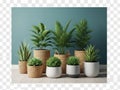 Assorted houseplants in pots, isolated on white background isolated on white background Royalty Free Stock Photo