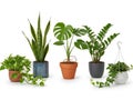 Assorted houseplants in pots isolated on white background Royalty Free Stock Photo