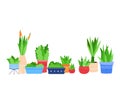 Assorted indoor potted plants set. Various houseplants in pots and planters. Home gardening and decor vector