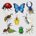 Assorted insects and bugs Royalty Free Stock Photo