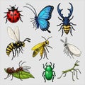Assorted insects and bugs Royalty Free Stock Photo