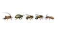 Assorted insects in a row, including a cricket, bees, and an ant. Royalty Free Stock Photo