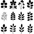 Assorted leaf and branch illustrations, botanical elements isolated on white background Royalty Free Stock Photo