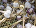 Assorted local fresh garlic bulb stalks