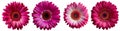 Assorted magenta gerbera flower heads isolated on transparent PNG background.