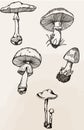 Miscellaneous Mushroom Drawing Aesthetic, Mold Spore Vector Outline, Fungus Sketch.