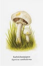 Miscellaneous Mushroom Drawing Aesthetic, Mold Spore Vector Outline, Fungus Sketch.