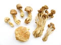 Assorted mushrooms, dried Royalty Free Stock Photo