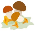 Assorted mushrooms. Vector isolated illustration.