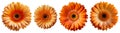 Assorted orange gerbera daisy flower heads isolated on transparent PNG background.