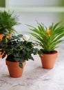 Assorted plants in pots on table. Royalty Free Stock Photo