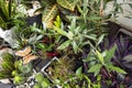 Assorted plants on a terrace of an urban penthouse, cereus cactus Royalty Free Stock Photo