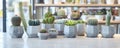 Assorted potted cacti and succulents arranged on white table. Bright indoor setting with modern geometric planters Royalty Free Stock Photo
