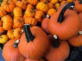Assorted pumpkins collection on the farmers Market Royalty Free Stock Photo