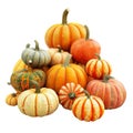 Assorted Pumpkins and Gourds Displayed on a White Background Royalty Free Stock Photo