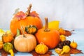 Assorted Pumpkins And Gourds For Fall Arrangement