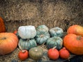 Assorted Pumpkins , Squash and Gourds Fall Display