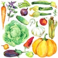 Assorted raw organic vegetables. watercolor illustration. watercolor vegetables and herbs background