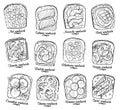 Assorted sandwiches vector illustration