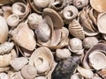 Assorted sea mollusk fluted shell with stripes macro close up top view Royalty Free Stock Photo