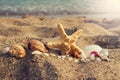 Assorted sea shells and starfish on an south ocean coast with sa