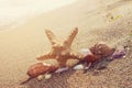 Assorted sea shells and starfish on an south ocean coast with