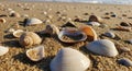 Assorted seashells scattered on a sandy beach. Shells of various shapes and sizes, including spiral Royalty Free Stock Photo