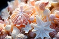 Assorted Seashells and Starfish Basking in Warm Sunlight Royalty Free Stock Photo
