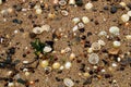 Seashells with Assorted Stones and Seaweed on a Coastal Beach Royalty Free Stock Photo