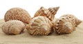Assorted seashells of various shapes and sizes are arranged on fine sand. Prominent Royalty Free Stock Photo