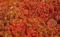 Assorted seasonings in a pile. Background of red paprika powder. Close up of red paprika in a spice shop, texture. Royalty Free Stock Photo