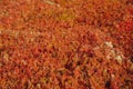 Assorted seasonings in a pile. Background of red paprika powder. Close up of red paprika in a spice shop, texture. Royalty Free Stock Photo