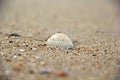 Assorted shells on beach sand