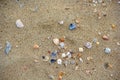 Assorted shells on beach sand