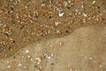 Assorted shells on beach sand