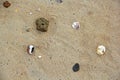 Assorted shells on beach sand