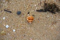 Assorted shells on beach sand