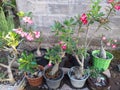 Assorted small flower plants in pots for new home decoration