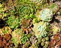 Assorted small succulents in a garden Royalty Free Stock Photo