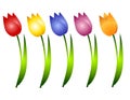 Assorted Spring Tulips Flowers Clip Art Royalty Free Stock Photo