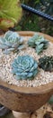 assorted succulent cacti, colorful
