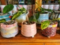 Assorted succulent plants in colourful ceramic pots